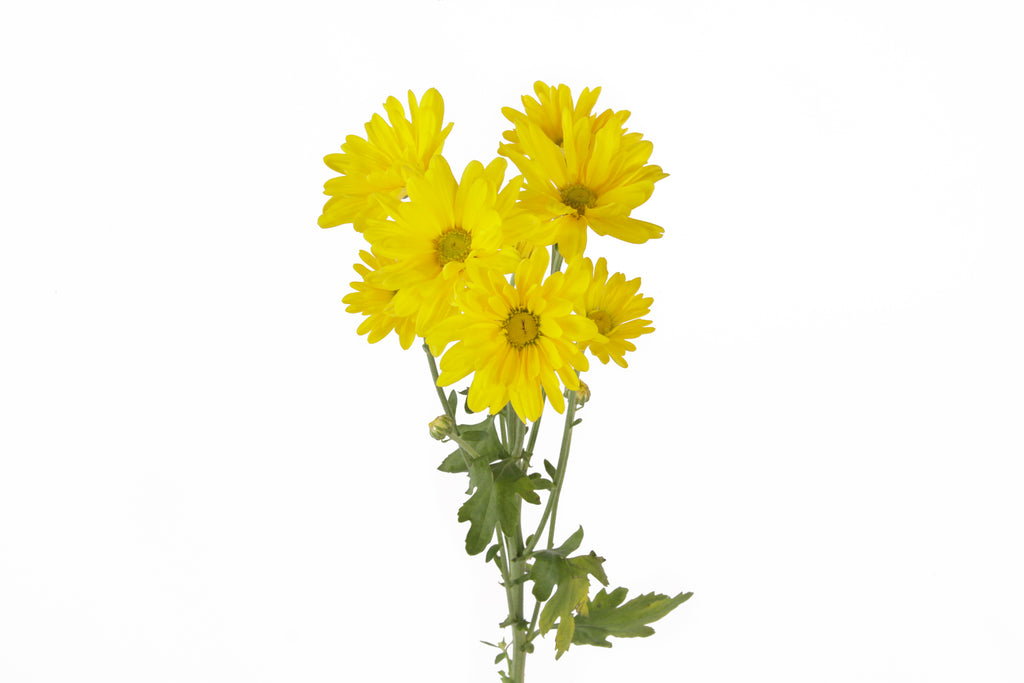 Yellow Natural Daisies Fresh Flowers Online Wholesale Flowers 48fresh