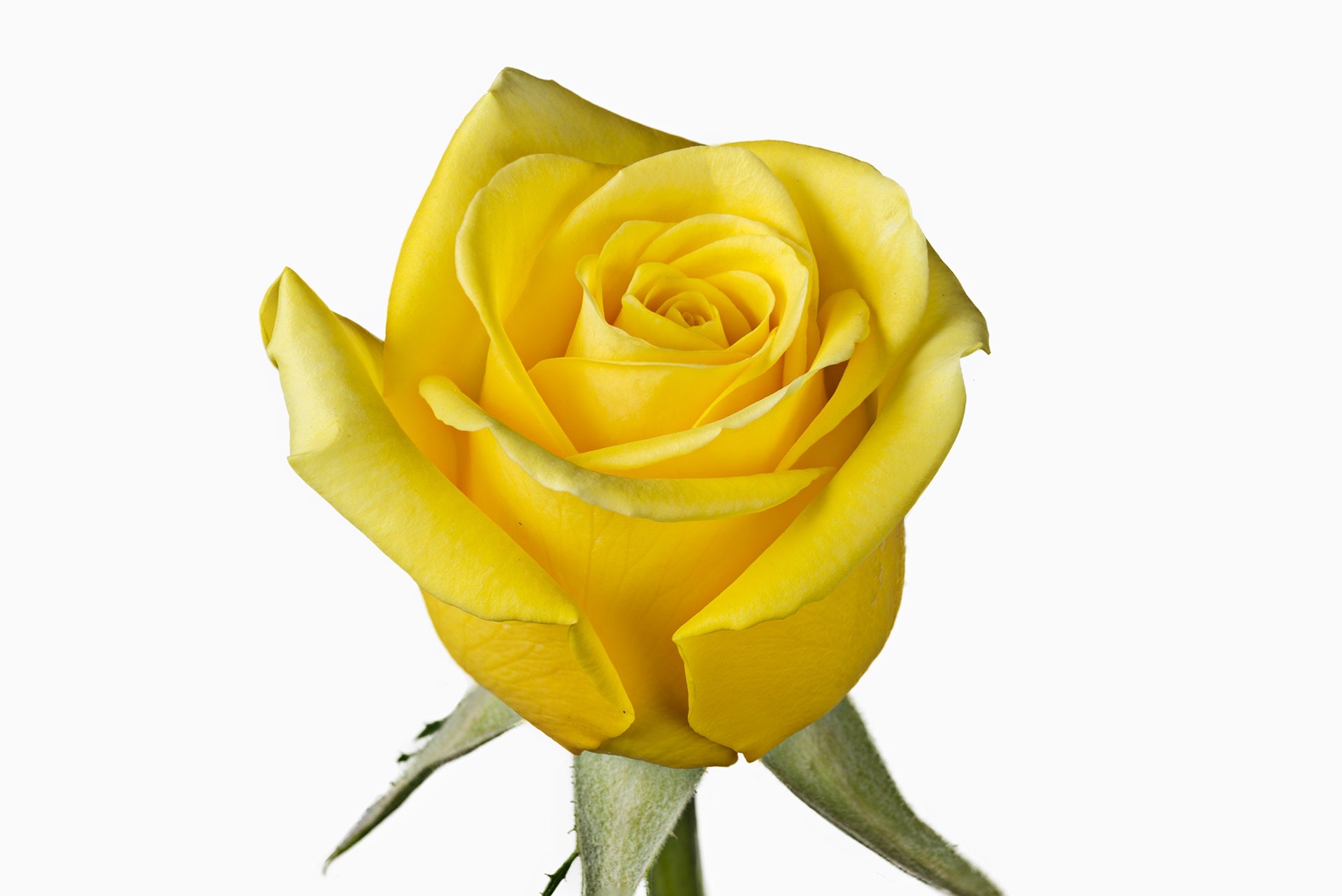 Yellow Roses | Fresh Online Flowers | Wholesale Flowers | Bulk Flowers