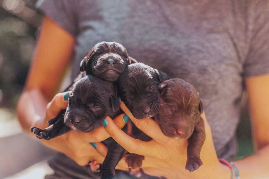 puppies, hiptipico office dogs, chocolate lab puppies, guatemalan puppy