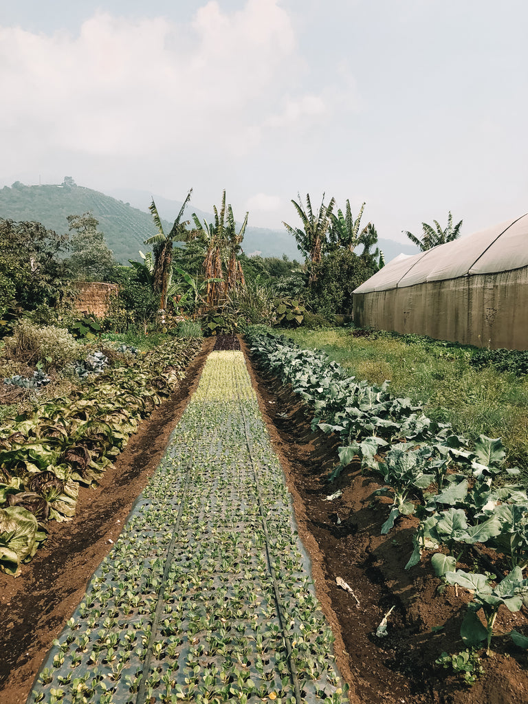 Long plot of crops at Caoba farms in Antigua Guatemala, must see places in Antigua, where should I eat in Guatemala, Guatemala artisanal beer, farm to table restaurant in Antigua Guatemala, ethical travel blogs