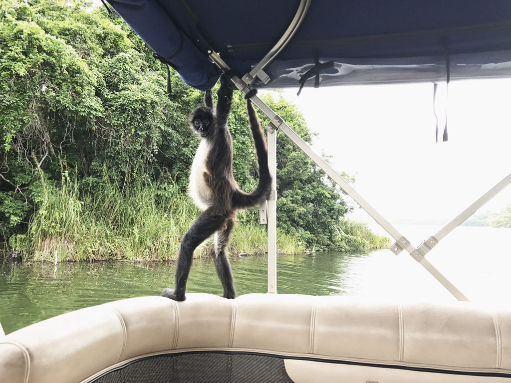 A monkey has climbed onto a boat and is holding the railings of the boat
