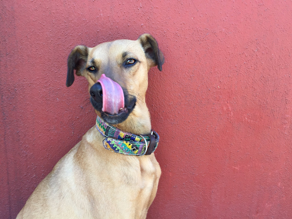 dog, Guatemala, ethical fashion, ethical dog collar