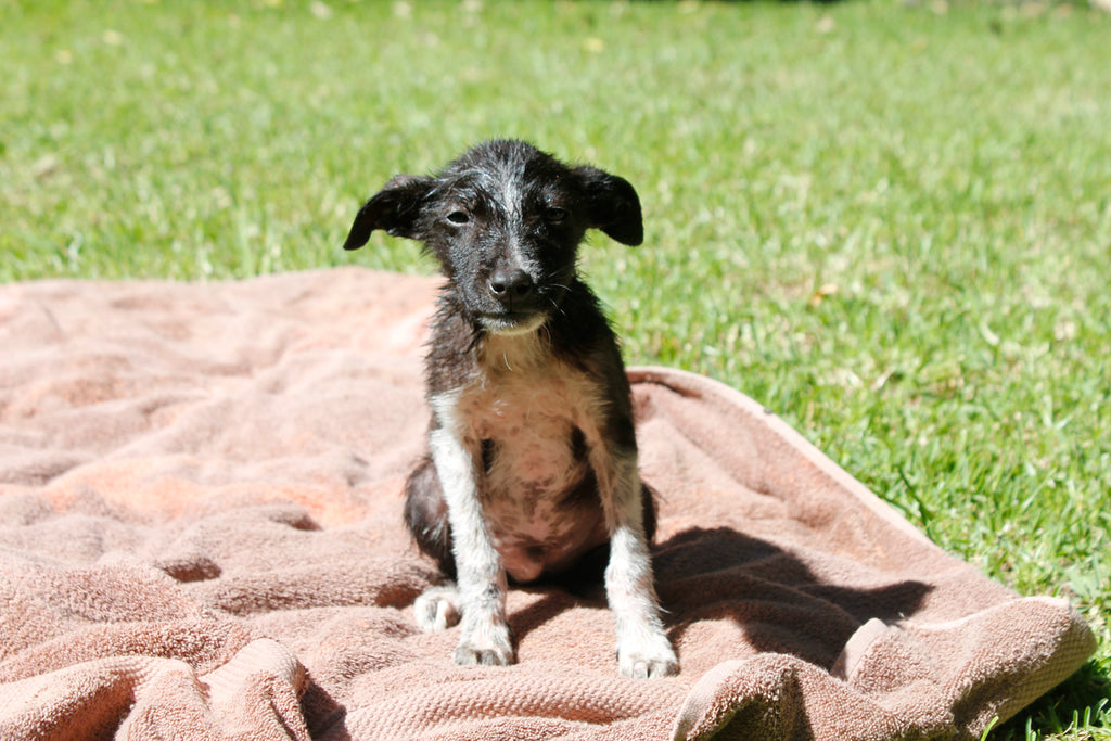 border collie adoption, border collie rescue dog, dog adoption, adopt don't shop, adopt a dog, adopt a stray dog, help dogs, puppy adoption