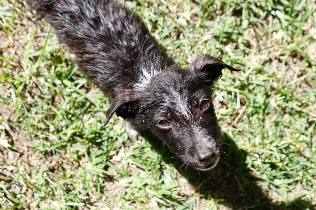 border collie adoption, border collie rescue dog, dog adoption, adopt don't shop, adopt a dog, adopt a stray dog, help dogs, puppy adoption