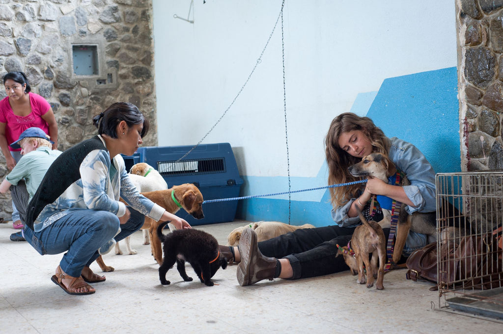 hiptipico volunteer, female travel blog, living abroad, ayuda animal clinic, panajachel, guatemala travel, animal clinic guatemala 