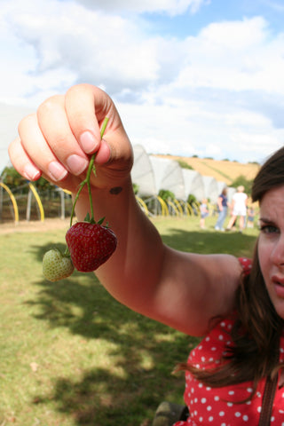 strawberry picking