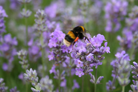 bumblebee on lavendar