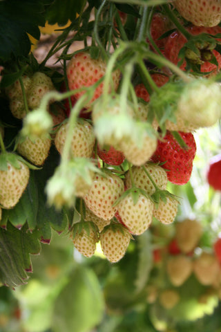 strawberry picking