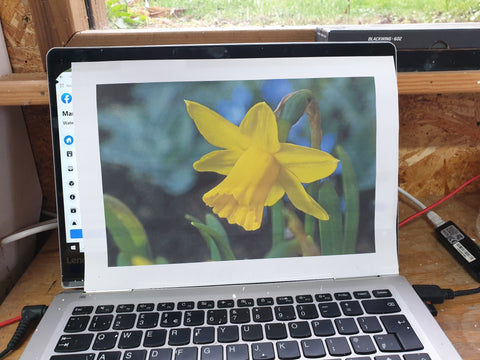 How to paint a daffodil ( or yellows are very tricky) – watercolours by  rachel