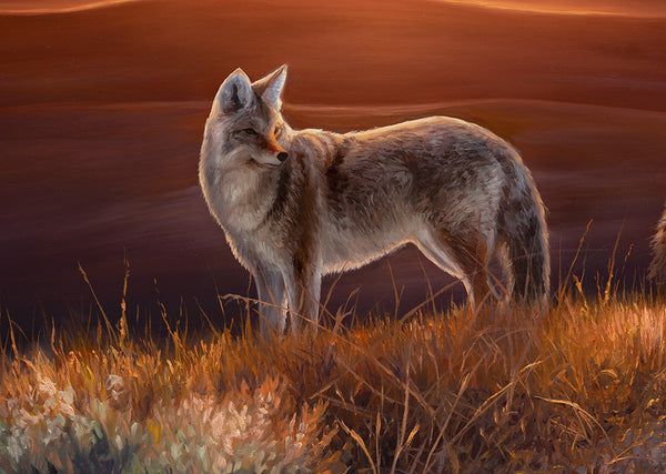 Coyote art, oil painting