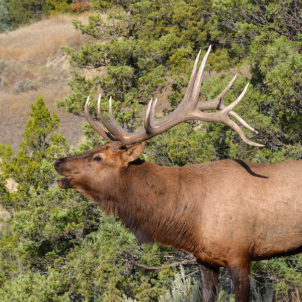 elk bugling - wildlife art