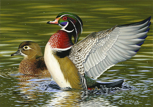 wood duck art painting