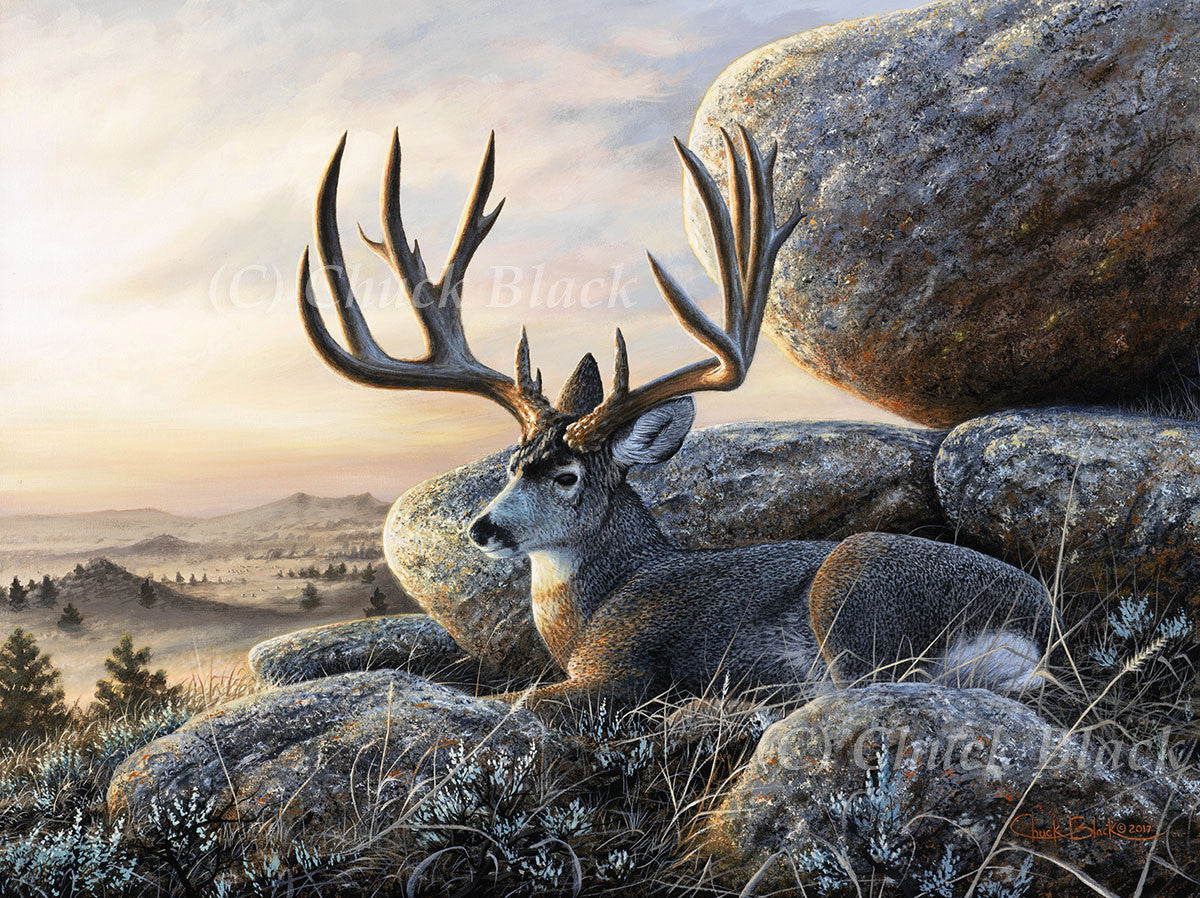 mule deer buck