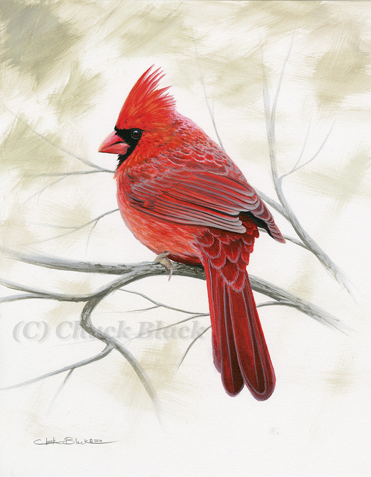 Northern Cardinal Limited Edition Print Red Beauty