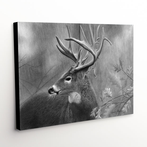 black whitetail deer buck