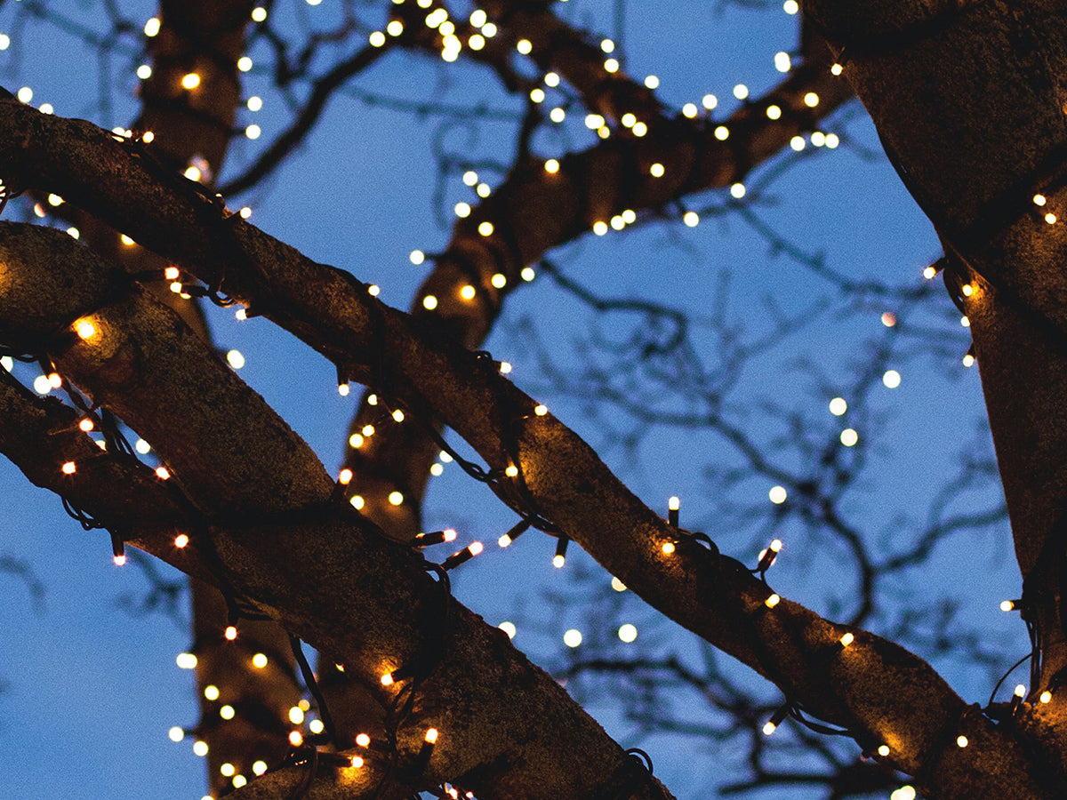 Christmas lights on trees