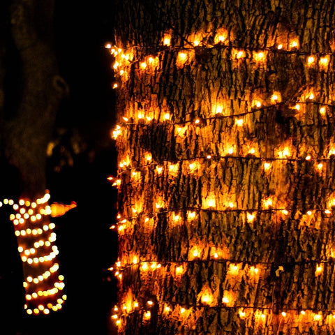 tree with lights on it