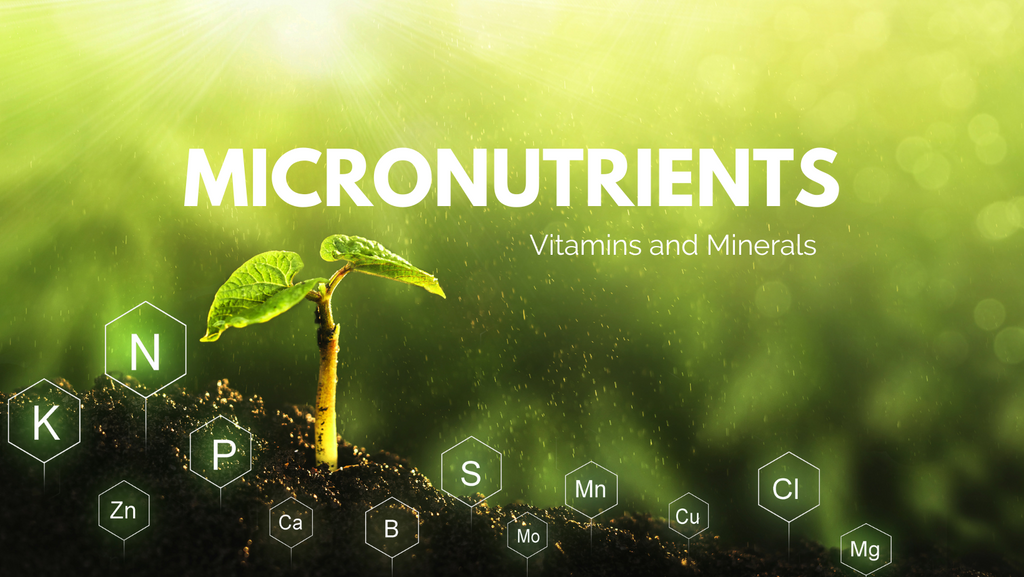 Micronutrient elemental signs and a plant sprouting from the ground