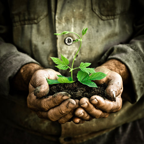 Man Holding black dirt in hands with a plant growing