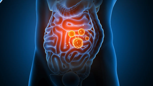 image of gut and bacteria highlighted