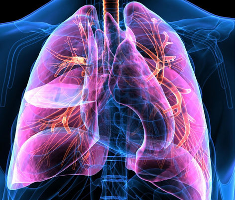 digital lungs image in pink