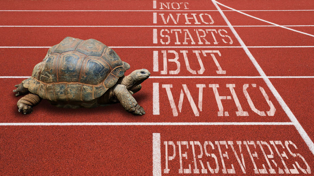 turtle at the start line