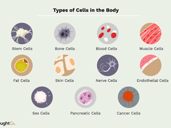 Cellular Types