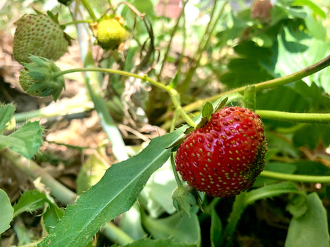 Fresh ripe strawberry