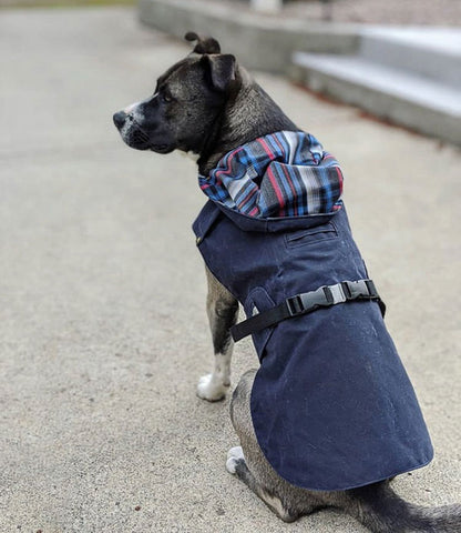 dog with rain jacket