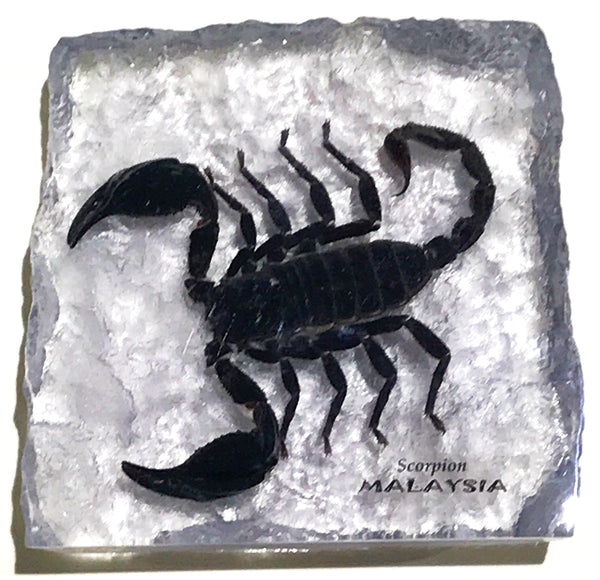 Scorpion Acrylic