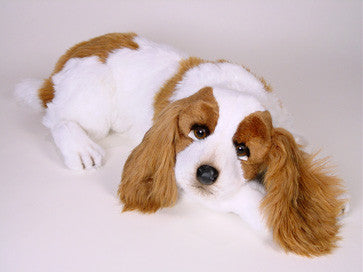 king charles spaniel teddy