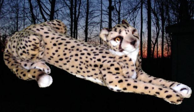 "Amani" Cheetah