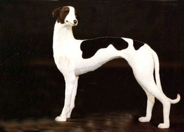 plush greyhound