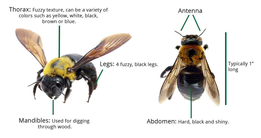 What does the anatomy of a carpenter bee look like?