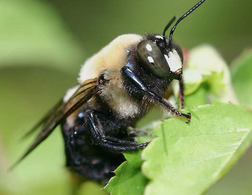 carpenter bee sting