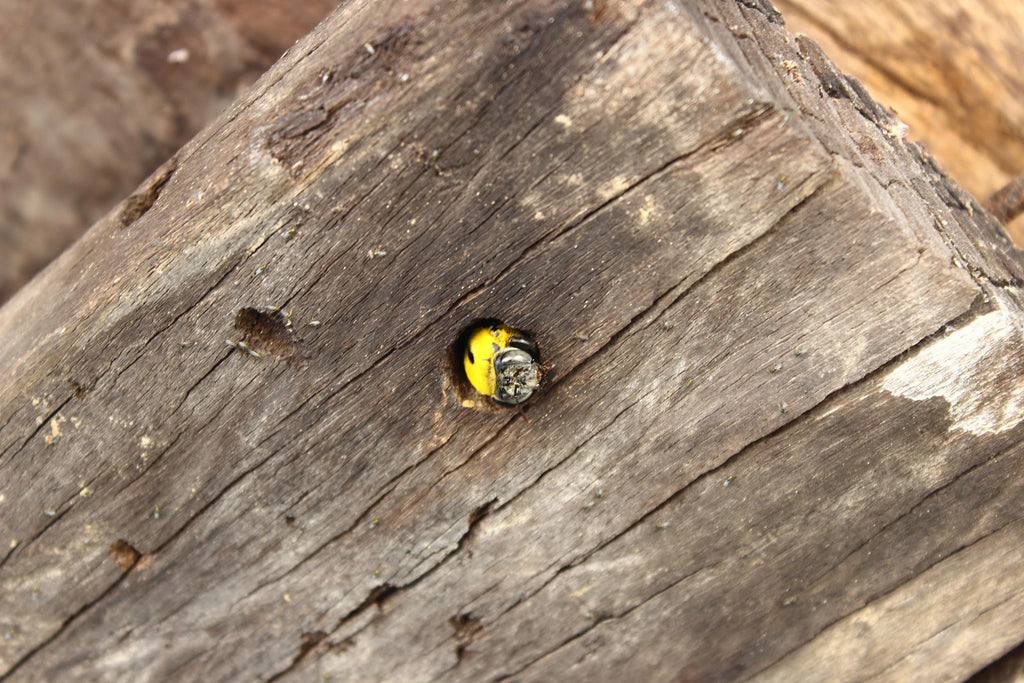 Protect your log home from carpenter bees!