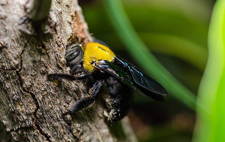 Termite bees are really carpenter bees | Best Bee Brothers