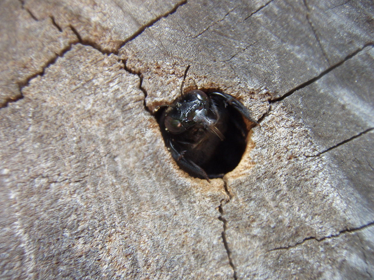 Carpenter Bee Damage Repair