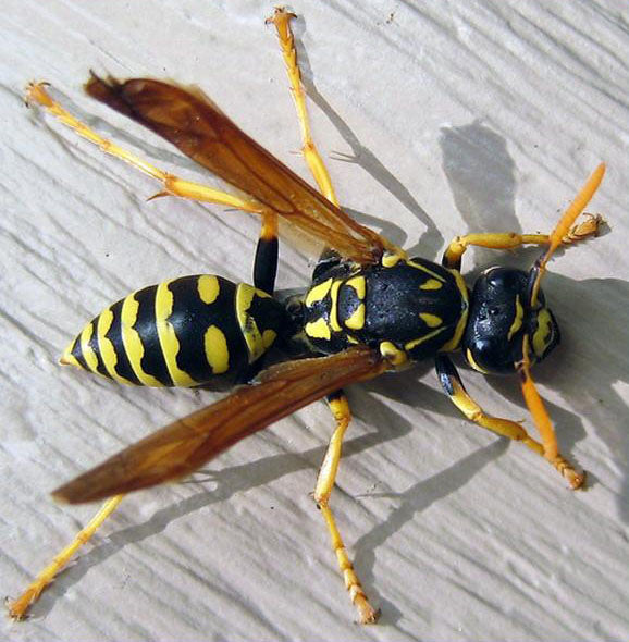 Paper Wasp