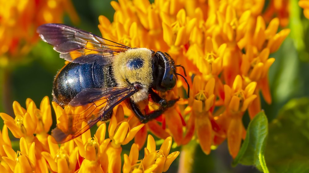 Carpenter Bees are attracted to sugar (e.g., nectar) for energy. | Best Bee Brothers