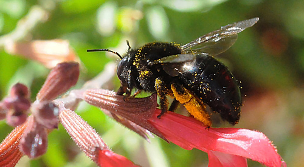 Carpenter bees are one of many bees that rob nectar.