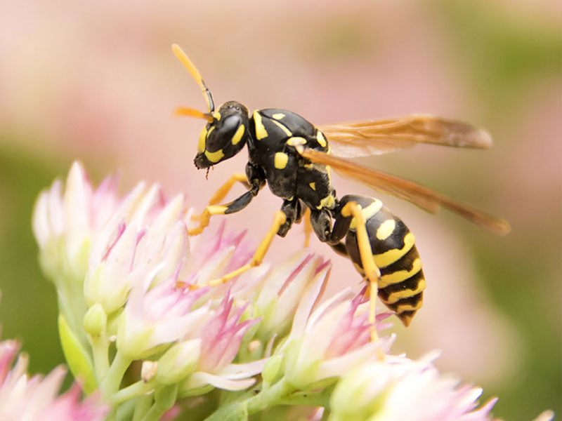 Yellow jackets have yellow markings