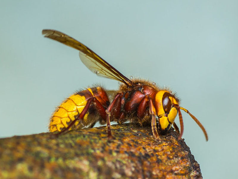 Hornets usually have reddish markings on the thorax and head.