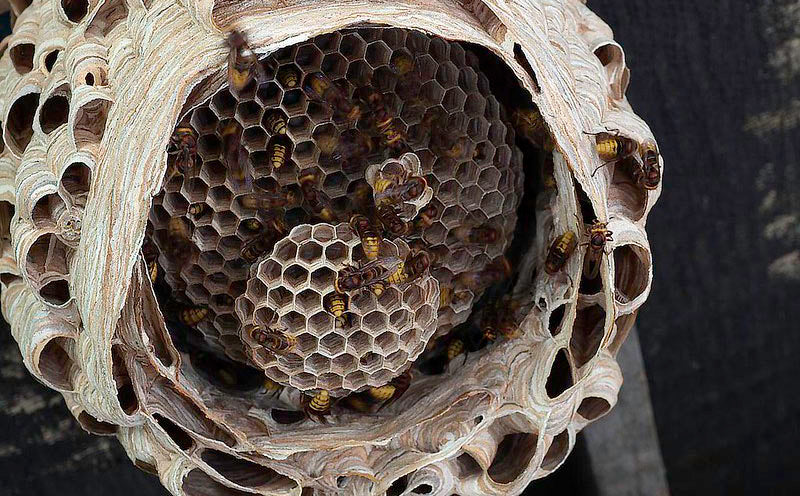 Hornets nests are greyish made out of chewed up wood pulp, water and saliva.