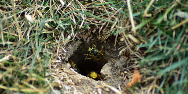 Yellow jackets build their nests underground