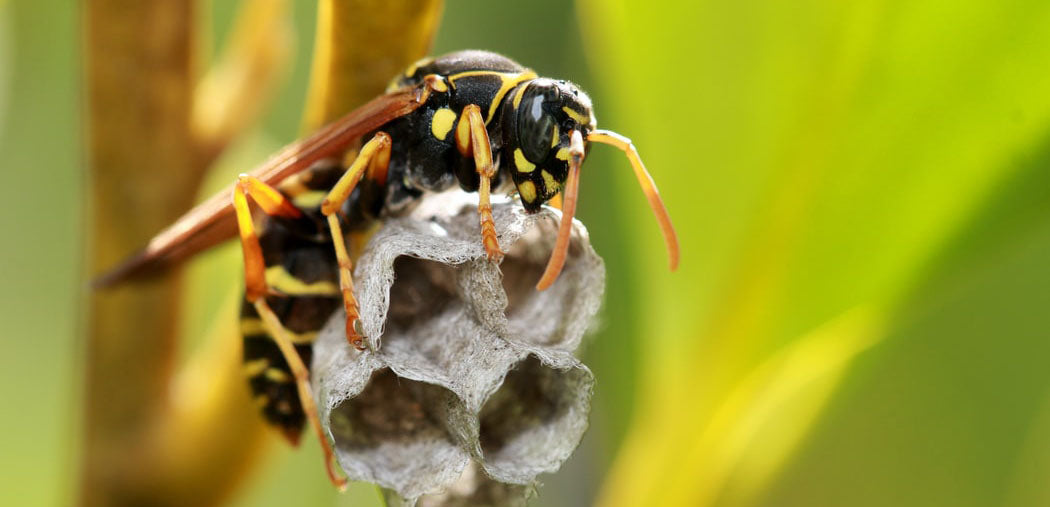 Paper wasp.