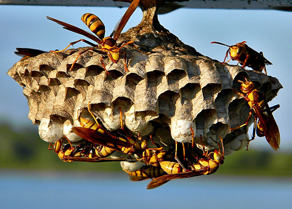 Paper wasp nests resemble an upside-down umbrella.