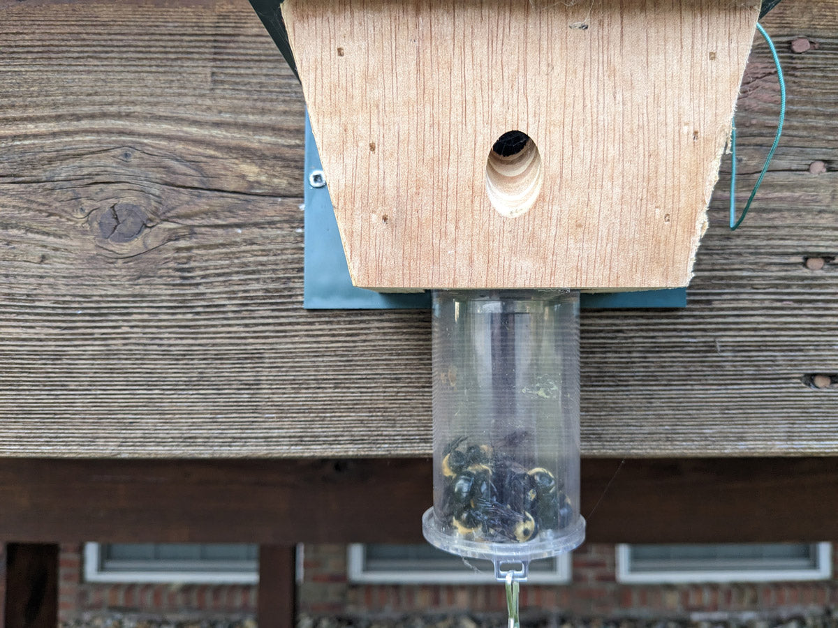 A customer photo of a carpenter bee trap in action!