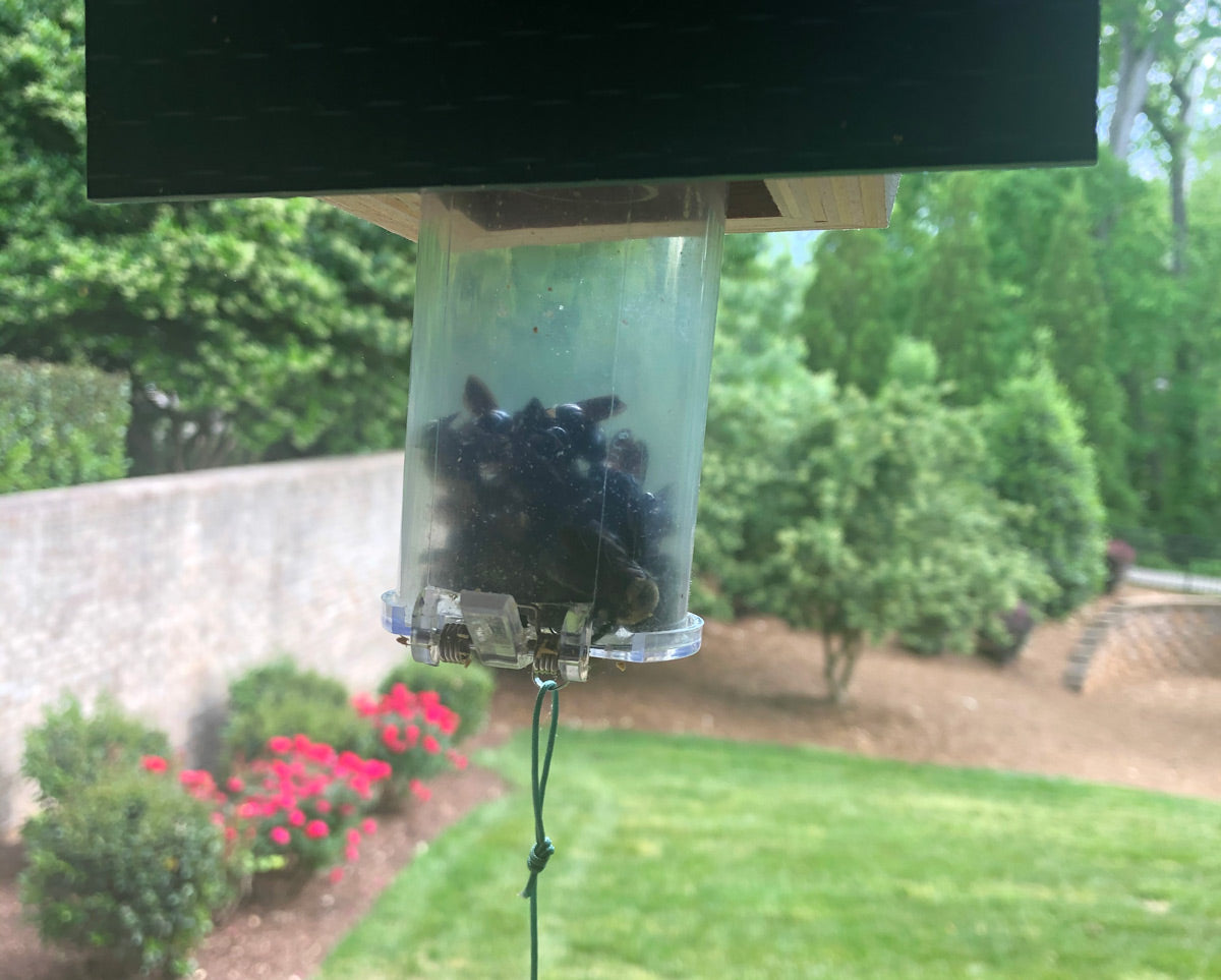 This carpenter bee trap collects the unwelcome pests in a sturdy, permanent bottom receptacle.