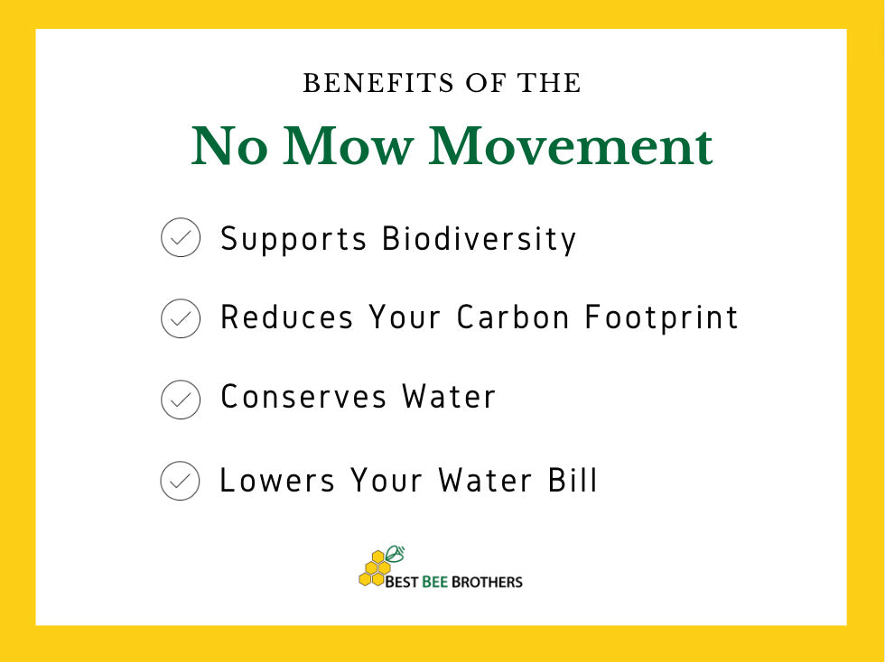 Benefits of No Mow May Movement | Best Bee Brothers